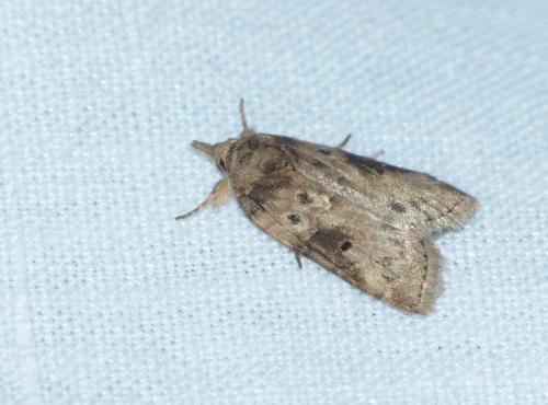 Réf. 184 561 : Nycteola sp.
